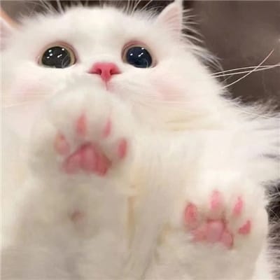 Susi Pudjiastuti avatar